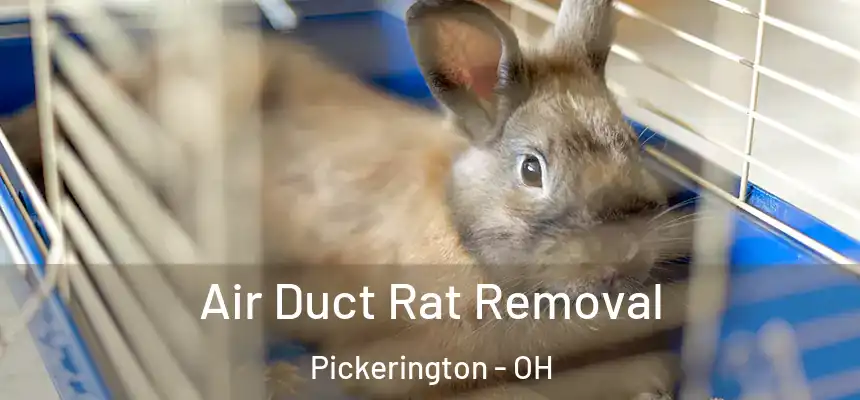  Air Duct Rat Removal Pickerington - OH